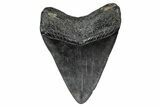 Fossil Megalodon Tooth - Georgia #338724-1